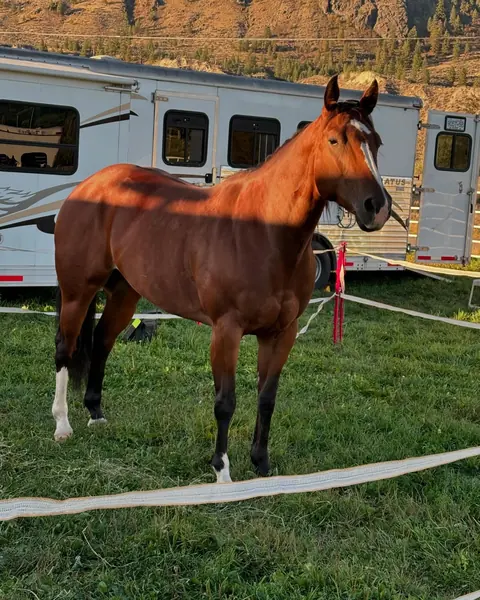 A bay horse standing in a pen beside a horse trailer
